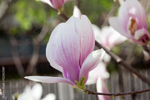 Magnolia - beautiful flowers in a spring day with bee inside