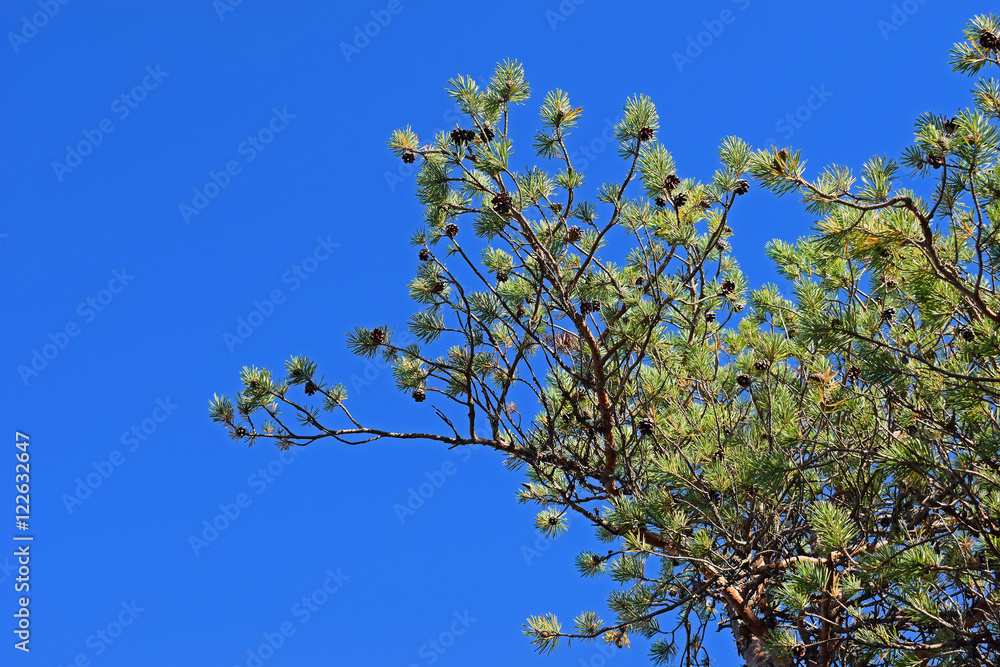 Pine branch with cones against clear blue sky. Pine branch with cones against clear blue sky.