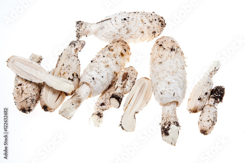 Schopftintling (Champignons) an weißen Hintergrund