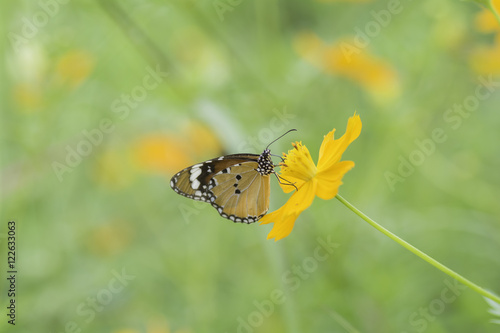 Butterfly sucking nectar from yellow flowers .