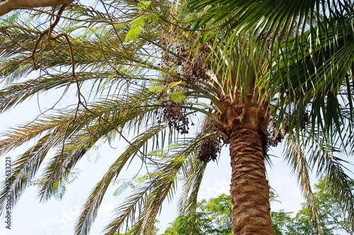 Krone date palm against the blue sky  dates  Egypt  Africa