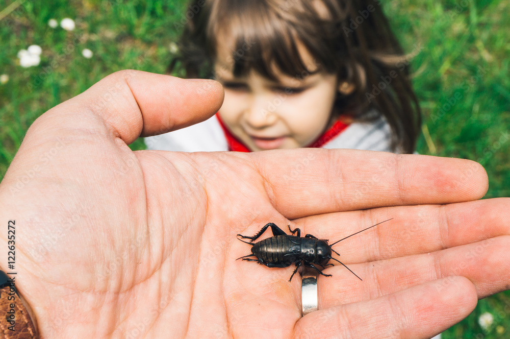 Obraz premium Field cricket