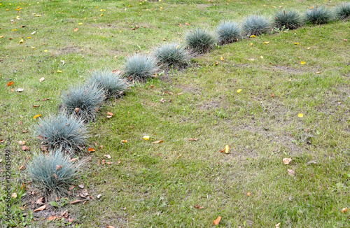 The fescue blue (gray) (Festuca cinerea) grows on a lawn photo