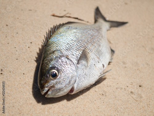 A freshly caught bream fish caught on the beach