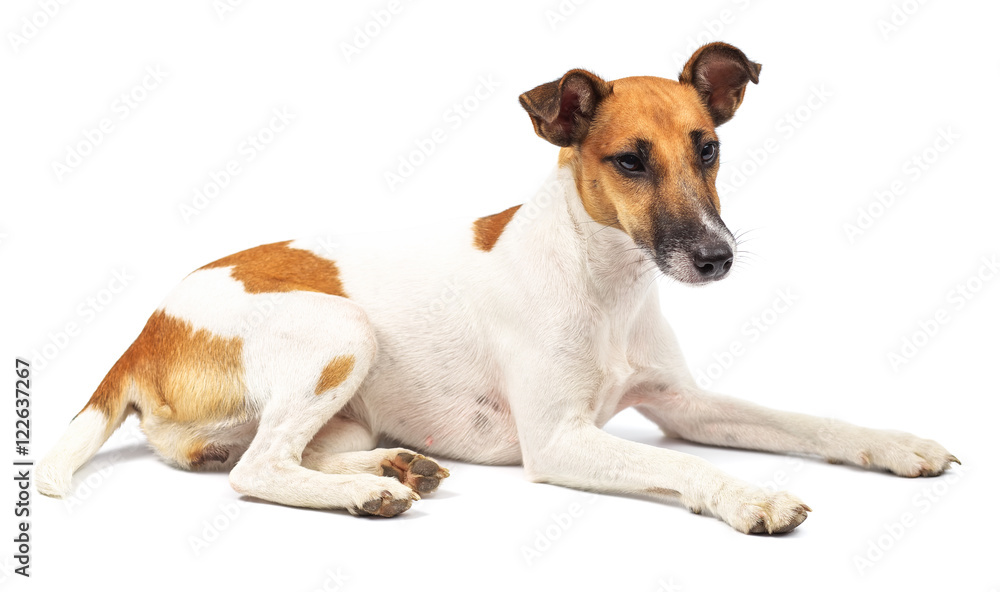 Portrait of a purebred smooth fox terrier of white background Portrait of a purebred smooth fox terrier of white background