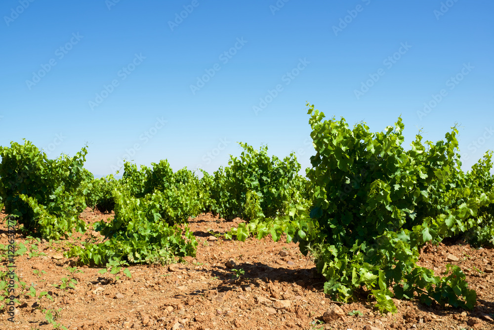 Vineyard