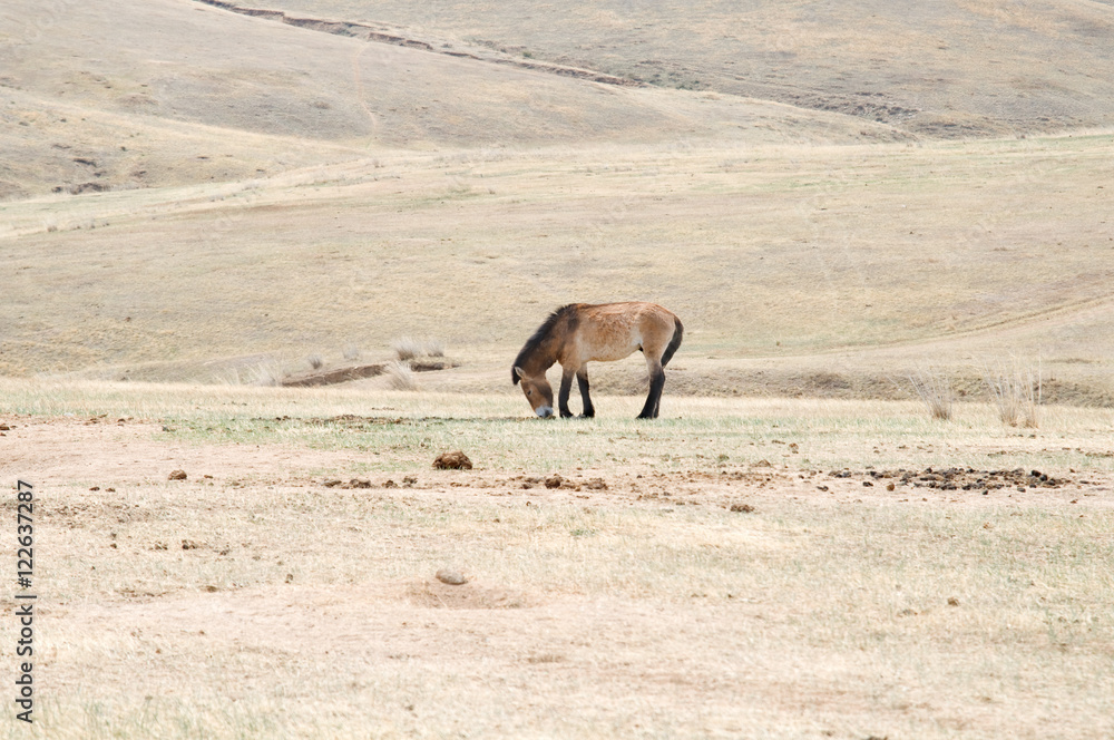 Fototapeta premium Przewalski horse in a pasture in the Mongolian steppe