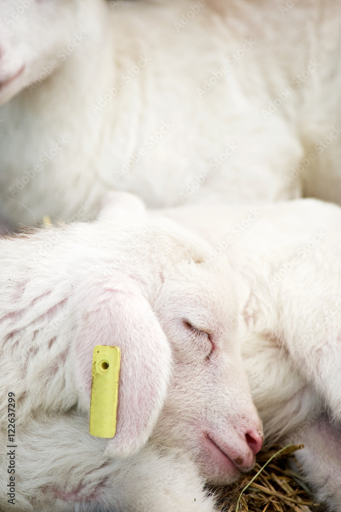 Little lamb. Little lamb.