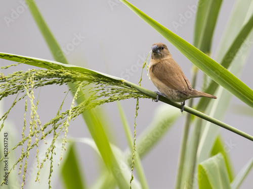 Image of ricebird perched on a green leaf.