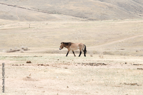 Przewalski horse in a pasture in the Mongolian steppe