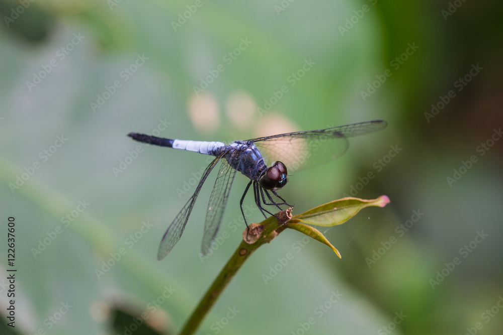 dragonfly resting on a branch dragonfly resting on a branch