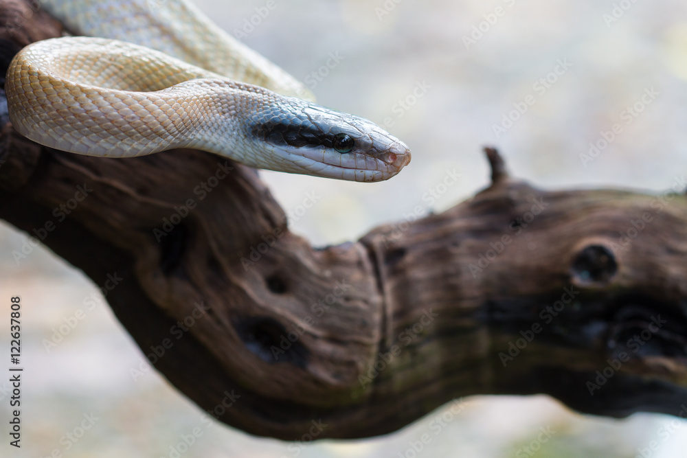 Rat Snake, Orthriophis taeniurus ridleyi Rat Snake, Orthriophis taeniurus ridleyi
