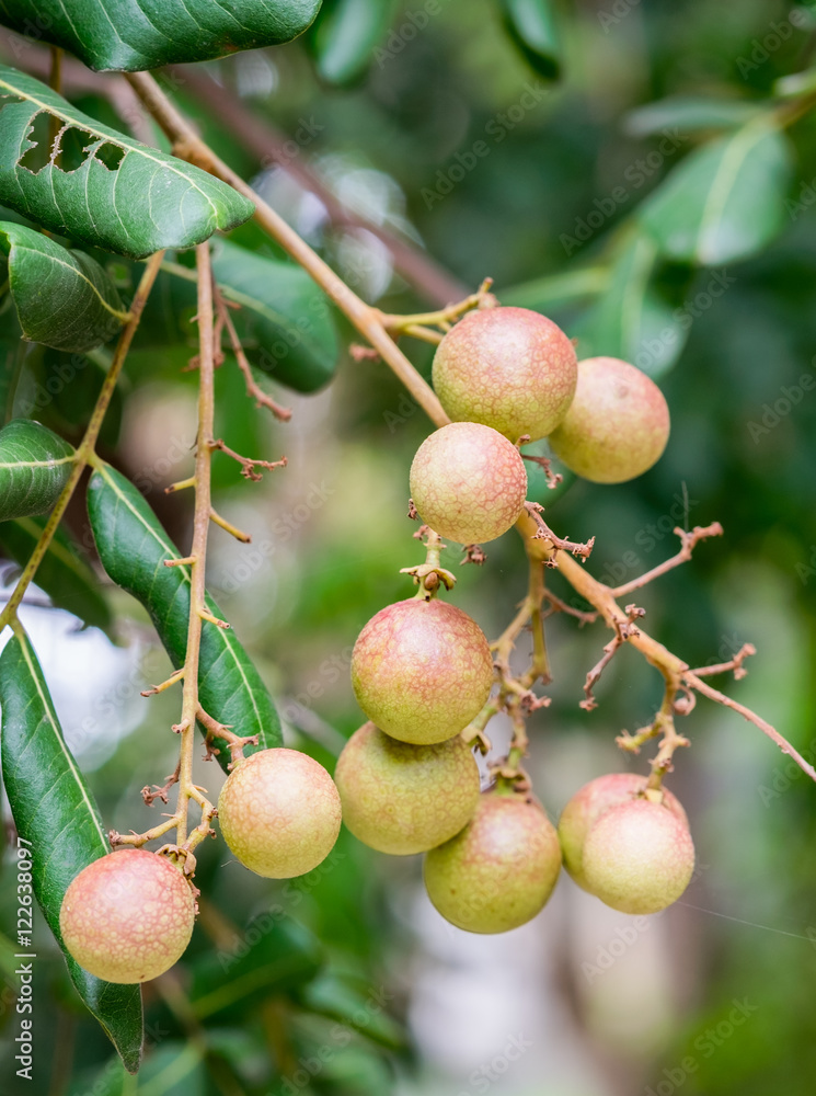 Obraz premium Longan fruit many seeds on tree