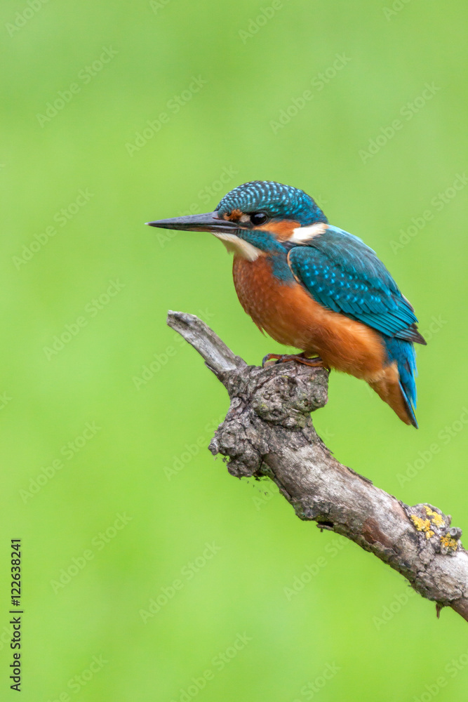 Common kingfisher (Alcedo atthis) on a branch while fishing Common kingfisher (Alcedo atthis) on a branch while fishing
