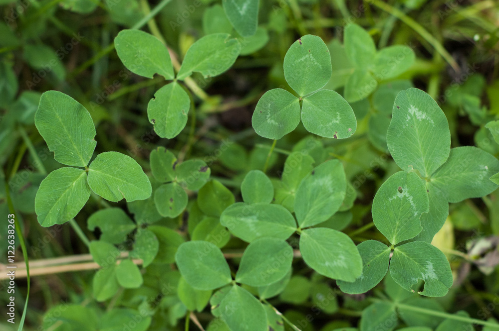Clover flower on a background of green leaves and grass. Clover flower on a background of green leaves and grass.