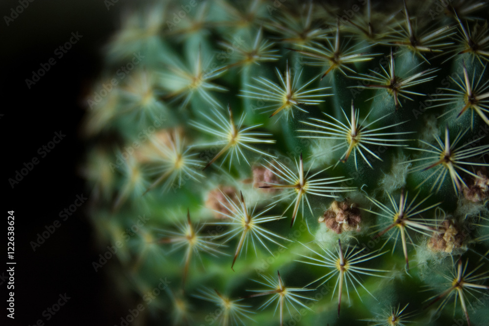 Captus Captus
