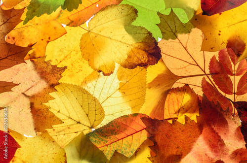 Fall leaves for an autumn background