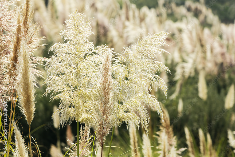 pampas grass invasive plant growing uncontroled in fields and pa pampas grass invasive plant growing uncontroled in fields and pa