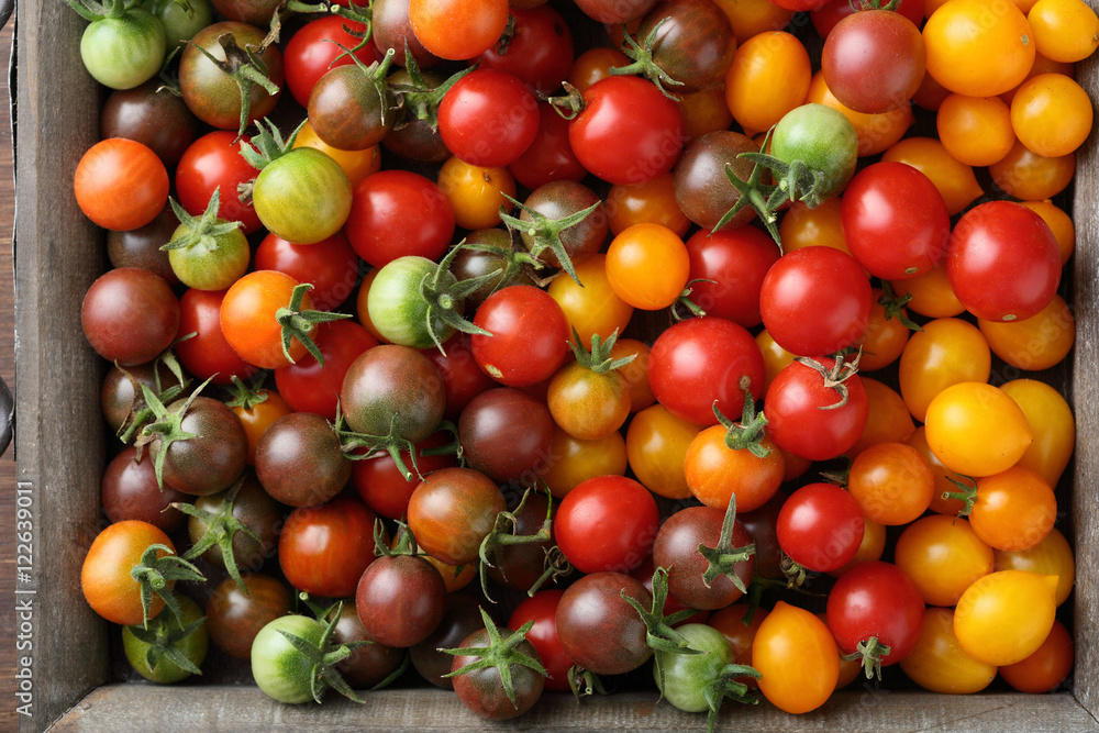 Harvest of tomatoes Harvest of tomatoes