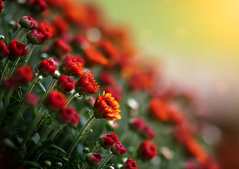 mums in the fall