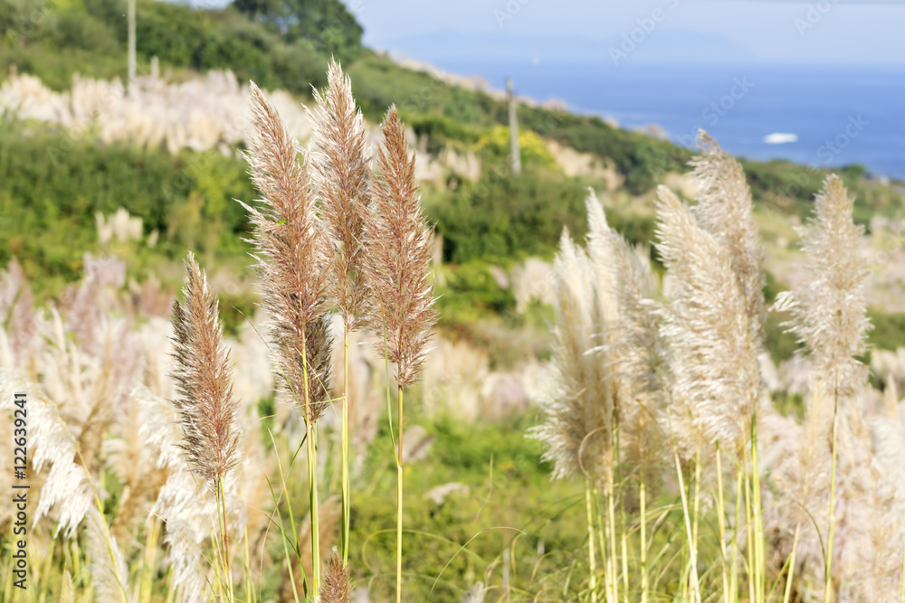 pampas grass invasive plant growing uncontroled in fields and pa Stock