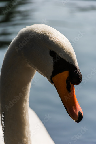 Swan #2