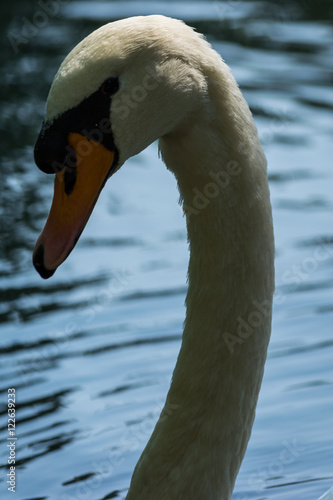 Swan #3