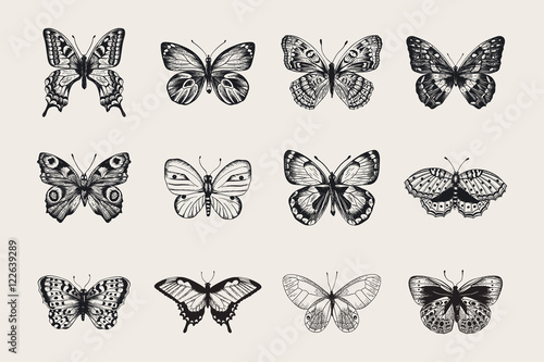 Set of butterflies. Vector vintage classic illustration. Black and white