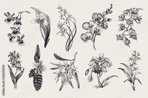 Exotic orchid set. Botanical vector vintage illustration. Design elements. Black and white photo