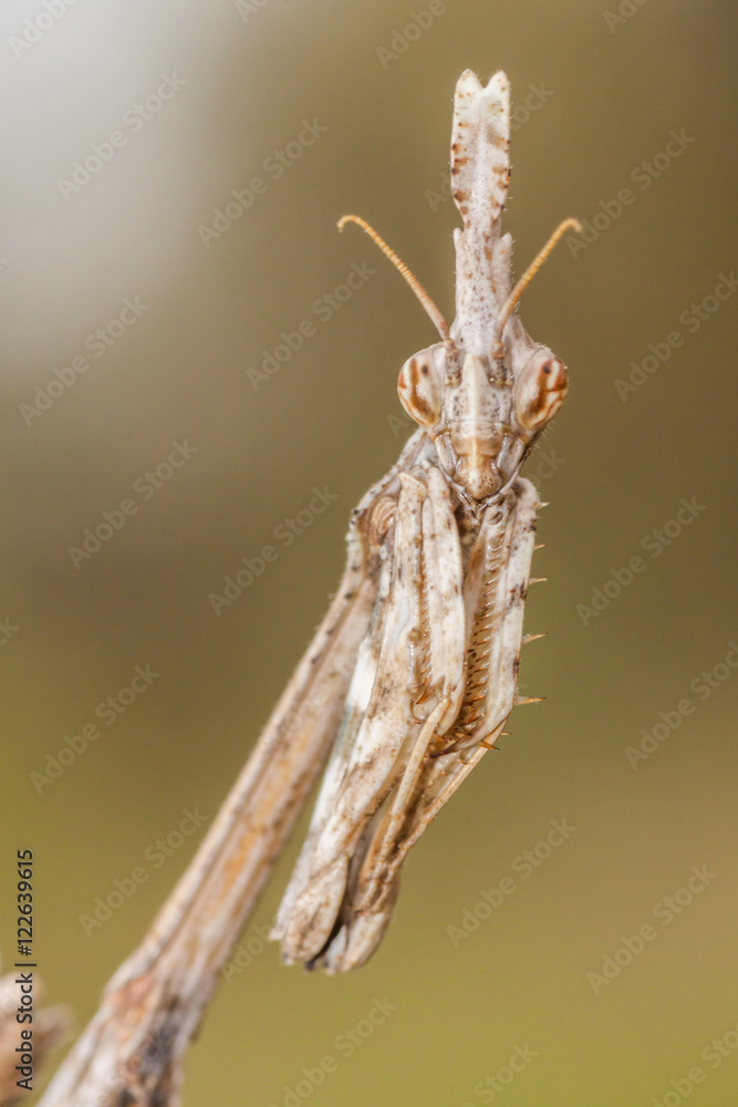 The mantis Empusa pennata, macro in a meadow The mantis Empusa pennata, macro in a meadow