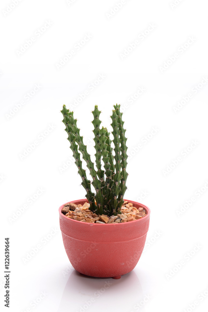 CACTUS CACTUS