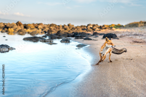 Fototapeta Naklejka Na Ścianę i Meble -  European red fox, Vulpes vulpes, on the sandy beach in Sardinia, Italy