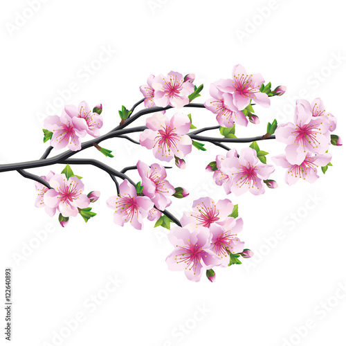 Cherry blossom, japanese tree sakura