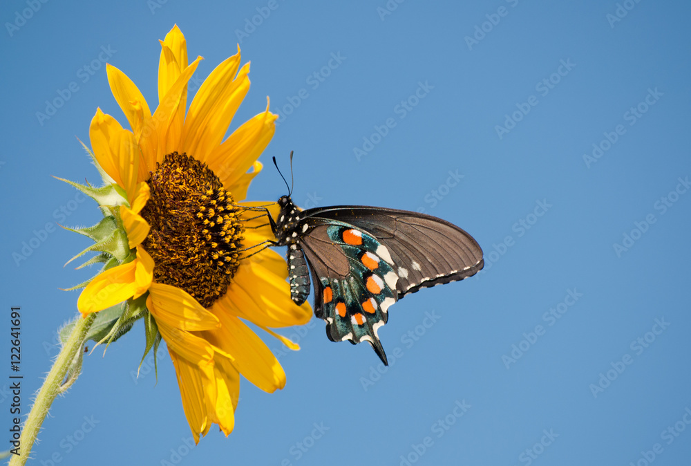 Green Swallowtail butterfly feeding on a yellow Sunflower against clear blue sky Green Swallowtail butterfly feeding on a yellow Sunflower against clear blue sky