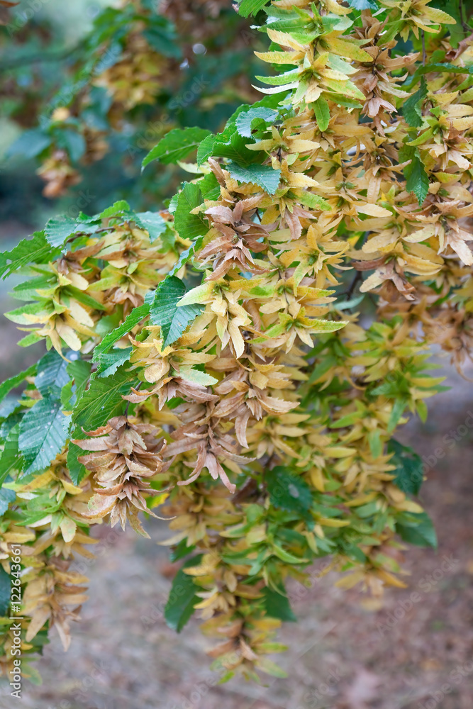 Früchte der Hainbuche StockFoto Adobe Stock
