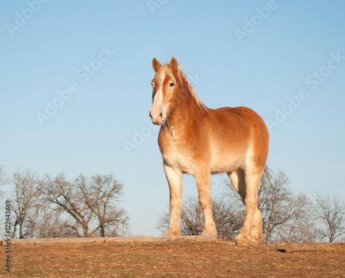 Beautiful belgian draft horse in winter pasture
