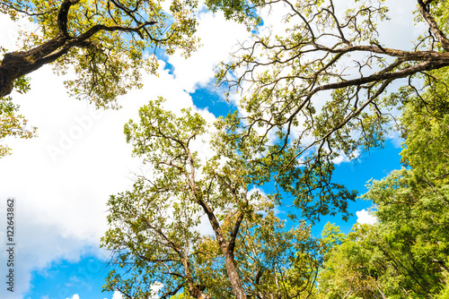 Fotografi Forrest background of green pine trees on sub alpine