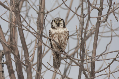 Northern Hawk Owl (Surnia ulula) sits in a tree overlooking a winter field in Ottawa, Canada photo