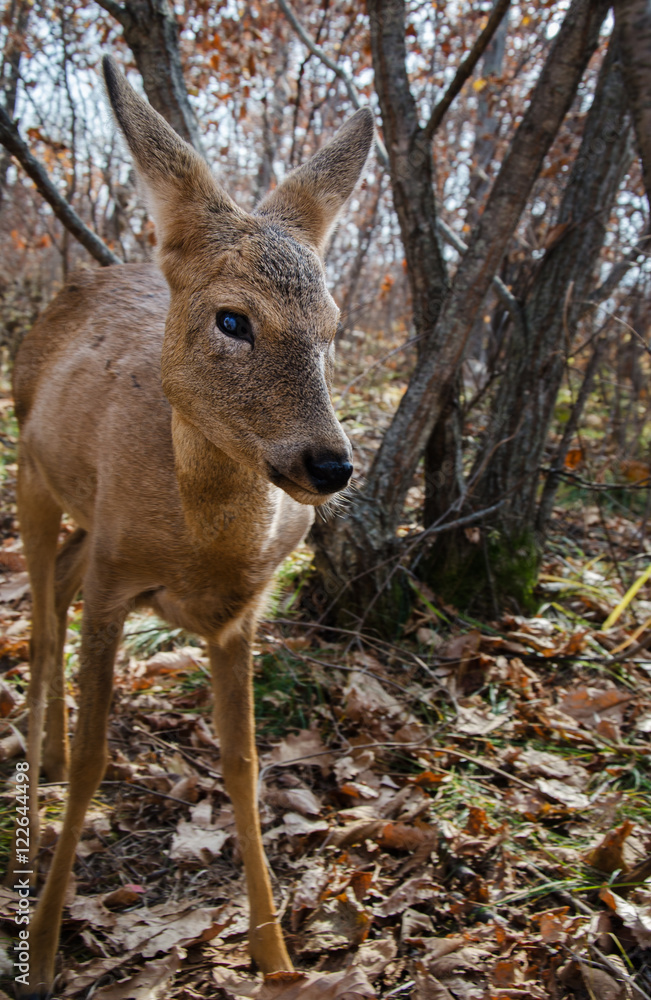 young deer walking in a safari park young deer walking in a safari park