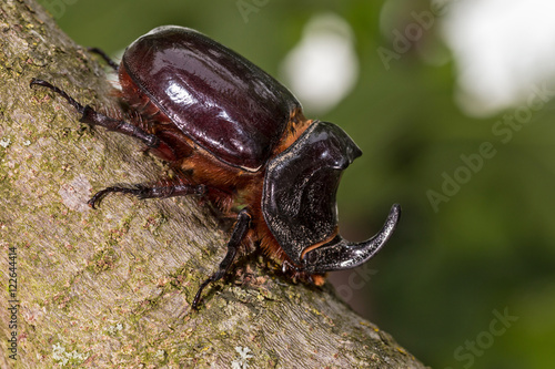 European rhinoceros beetle (Oryctes nasicornis) walking on a tree, macro © alb83