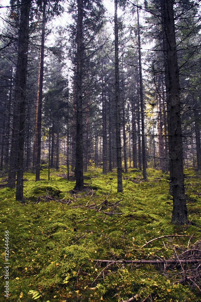 Autumn forest in Finland