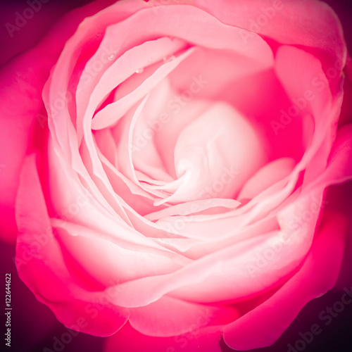 Abstract macro shot of beautiful pink rose flower. Floral background with soft selective focus