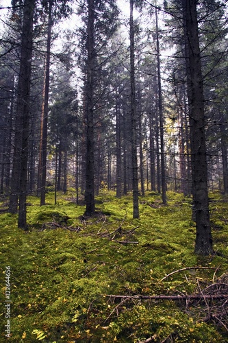 Autumn forest in Finland