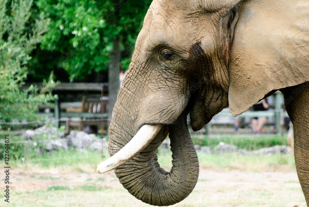 Obraz premium an asiatic elephant who's eating at the zoo