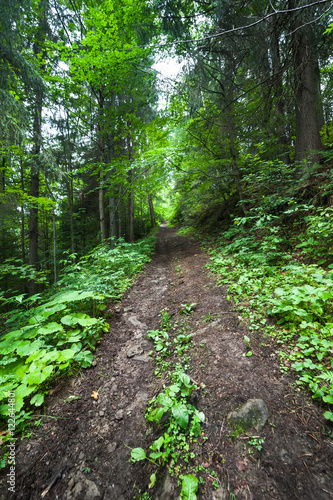 Trekking trail leading through summer landscape of deep highland forest at Carpathian mountains. Ukraine destinations travel background