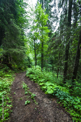 Trekking trail leading through summer landscape of pine tree highland forest at Carpathian mountains. Ukraine destinations travel background