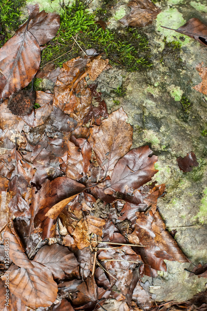 Autumn background with fallen wet leaves in rainy forest. Abstract nature background Autumn background with fallen wet leaves in rainy forest. Abstract nature background