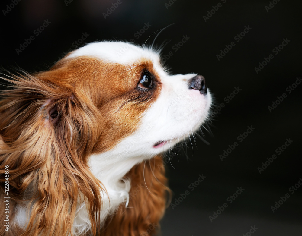 King Charles spaniel portrait King Charles spaniel portrait