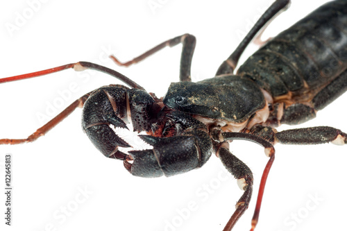 Vinegaroon scorpion (Uropygi) detail - isolated on white background