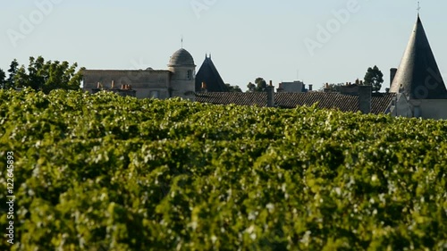 vineyard, Medoc, Bordeaux, France, EU, Europe